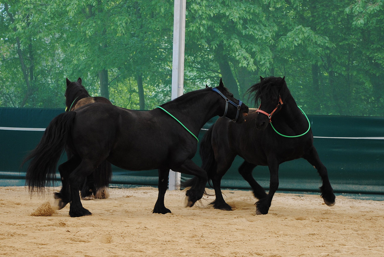 FÃ¼hrung, Team, Kommunikation: Managementseminare mit Pferden