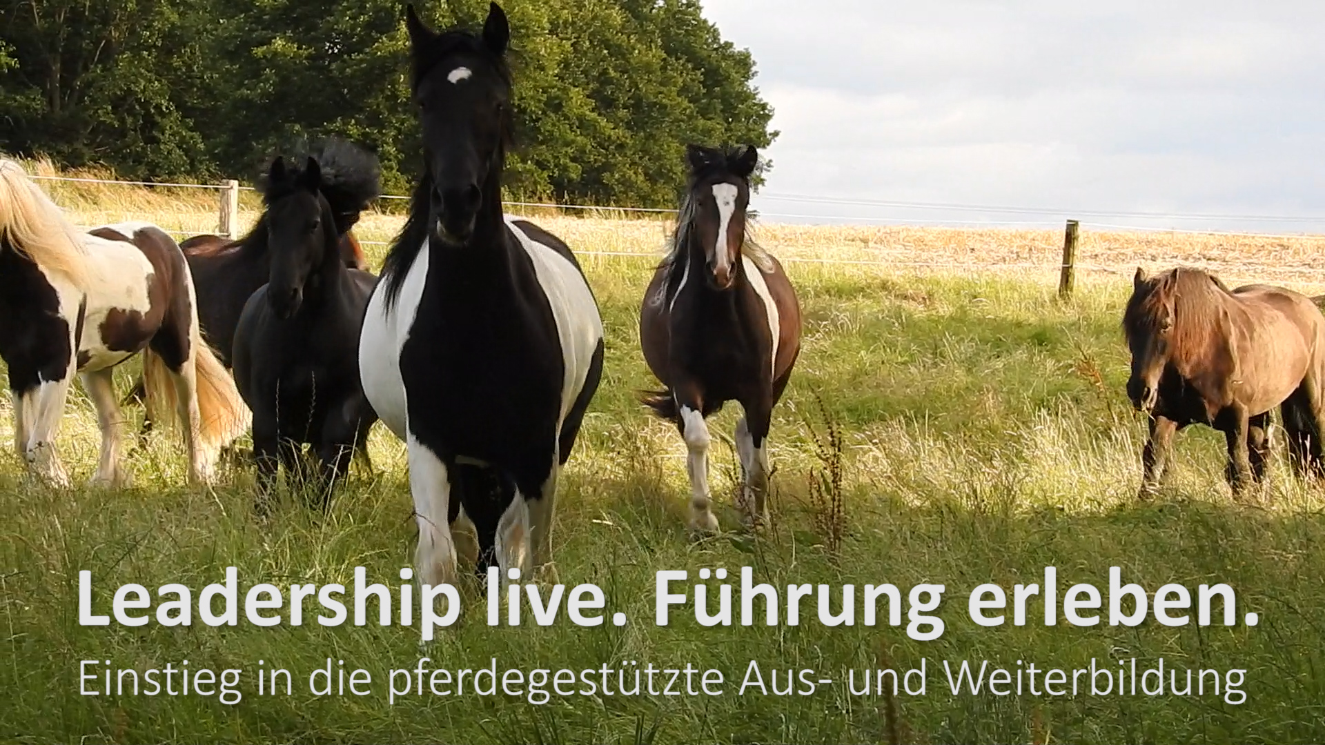 Leadership live - FÃ¼hrung erleben. Ein Seminar mit Pferden.